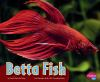 Betta_fish
