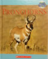 Pronghorns